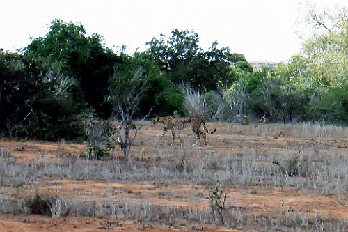 Kenia (287)